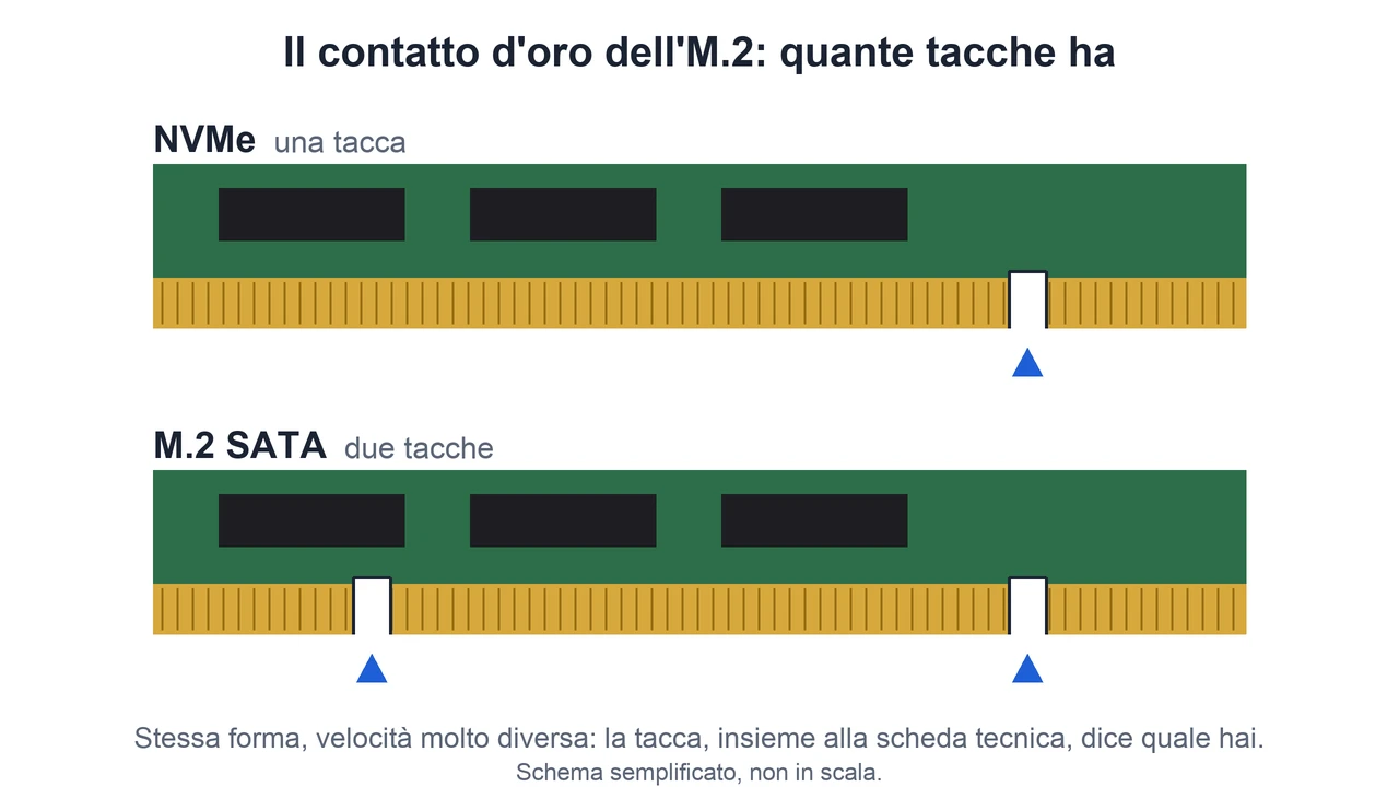 Schema: i contatti d'oro di un NVMe con una tacca e di un M.2 SATA con due tacche